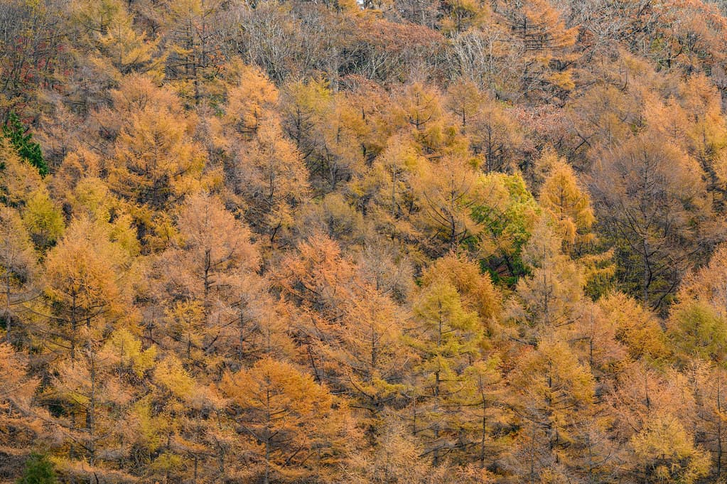 Tottori