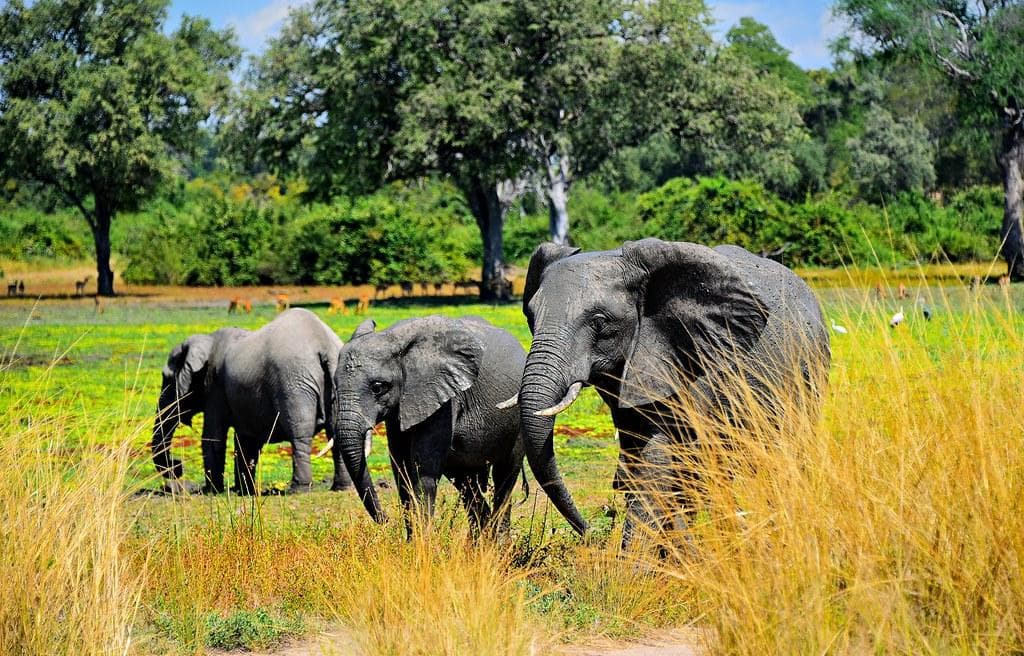 South Luangwa National Park