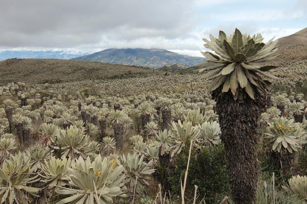 Carchi Province