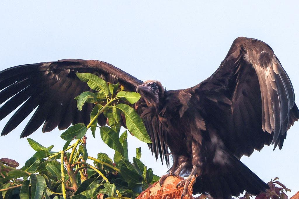 Bissau