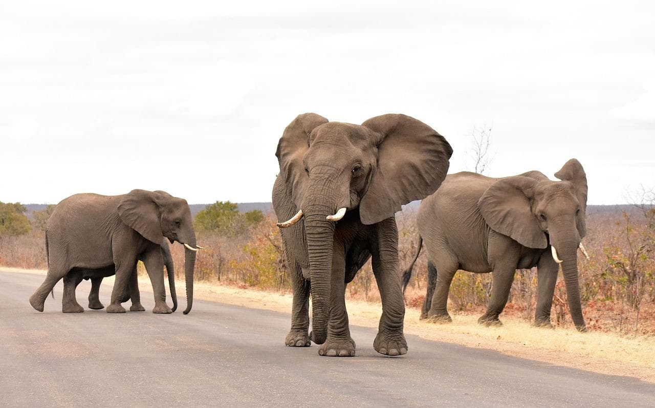 Kruger National Park