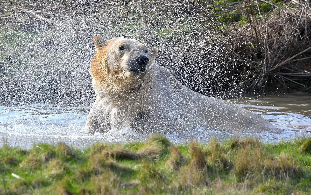 Yorkshire Wildlife Park