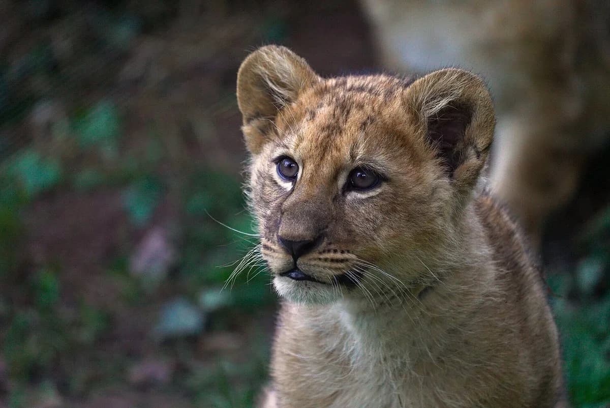 Zoo d'Amneville