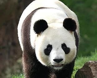 ZooParc de Beauval