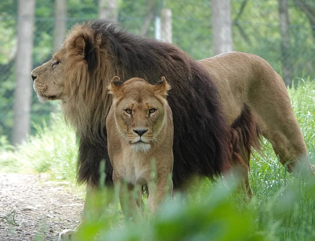 Knowsley Safari
