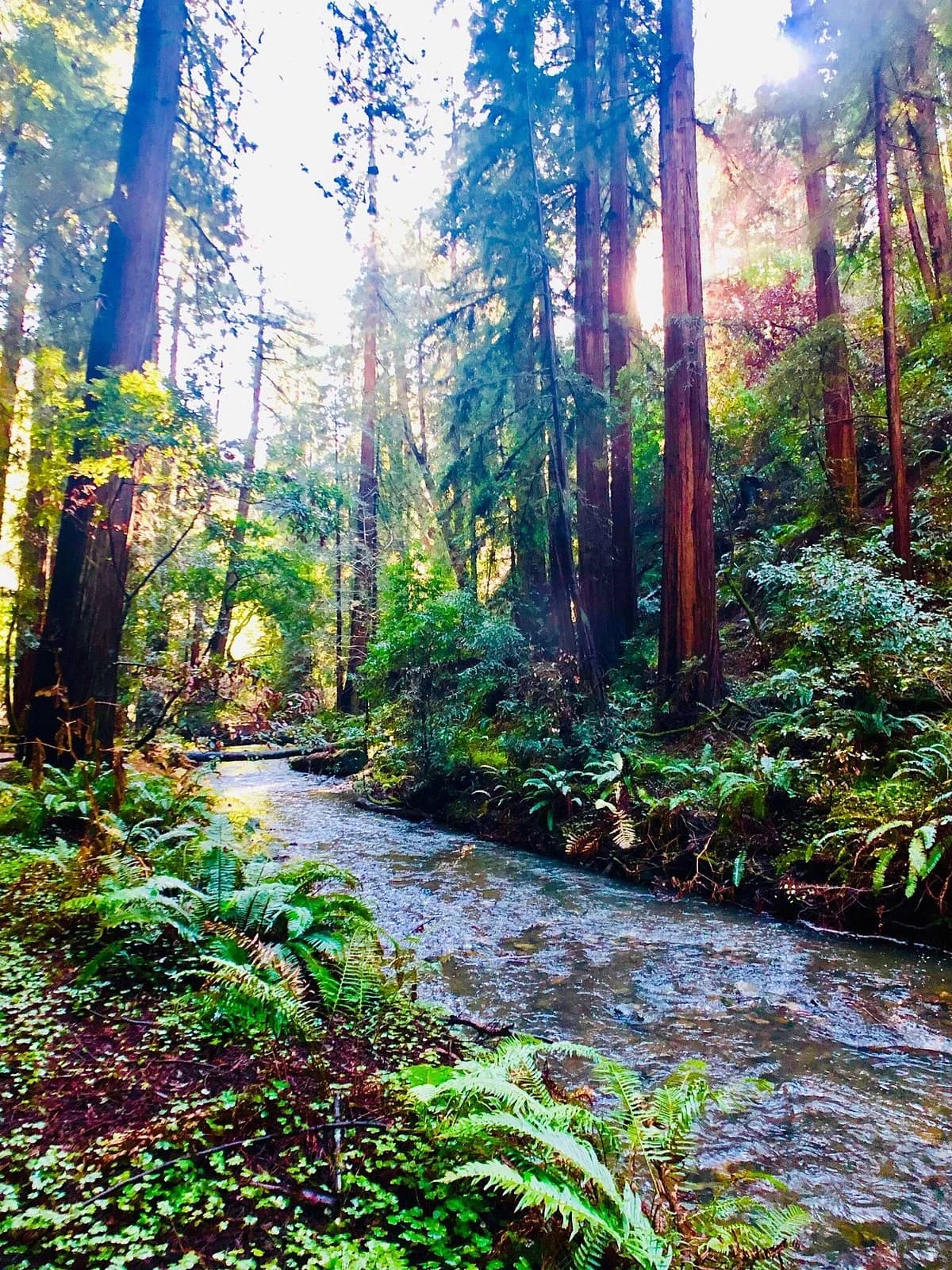 Muir Woods National Monument