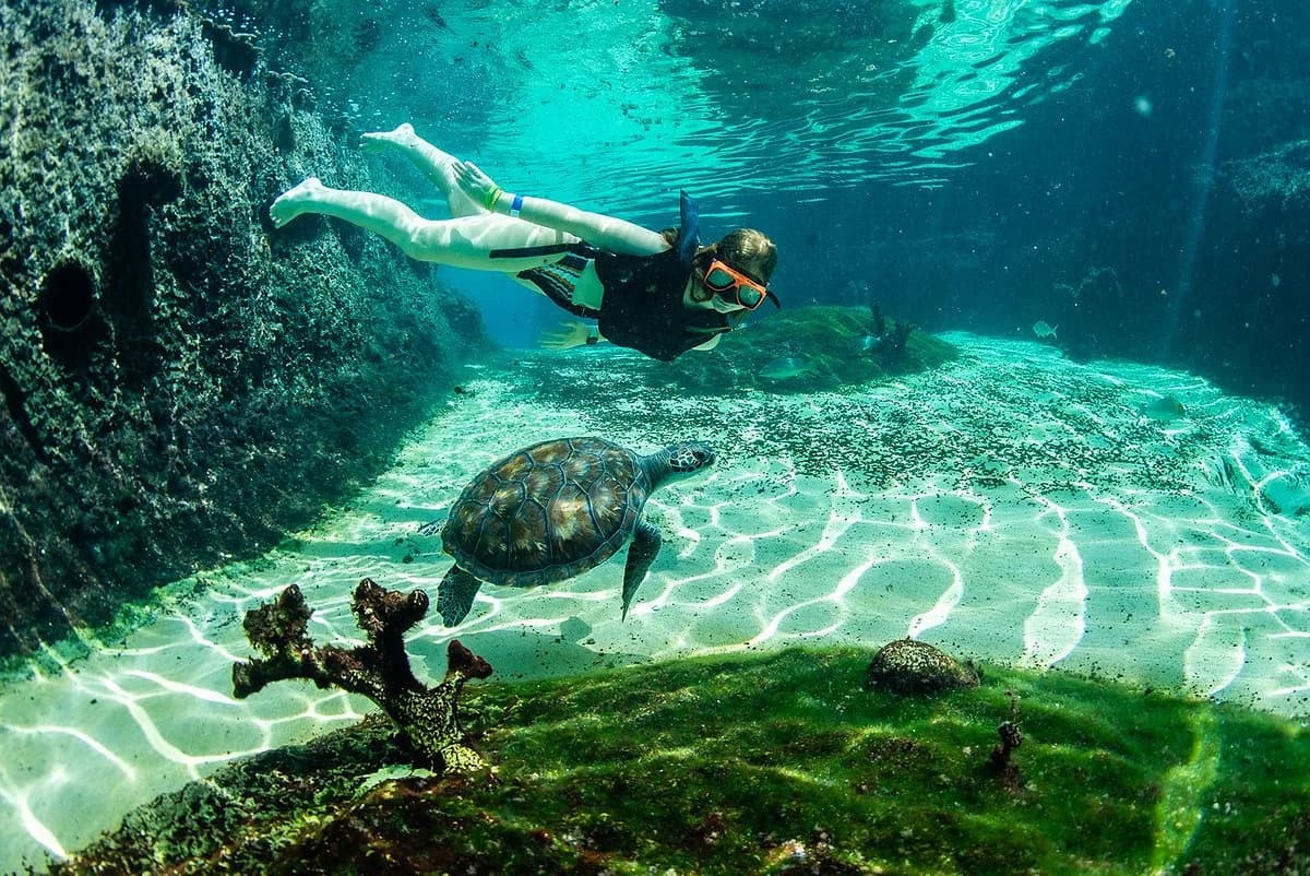 Cayman Turtle Centre: Island Wildlife Encounter