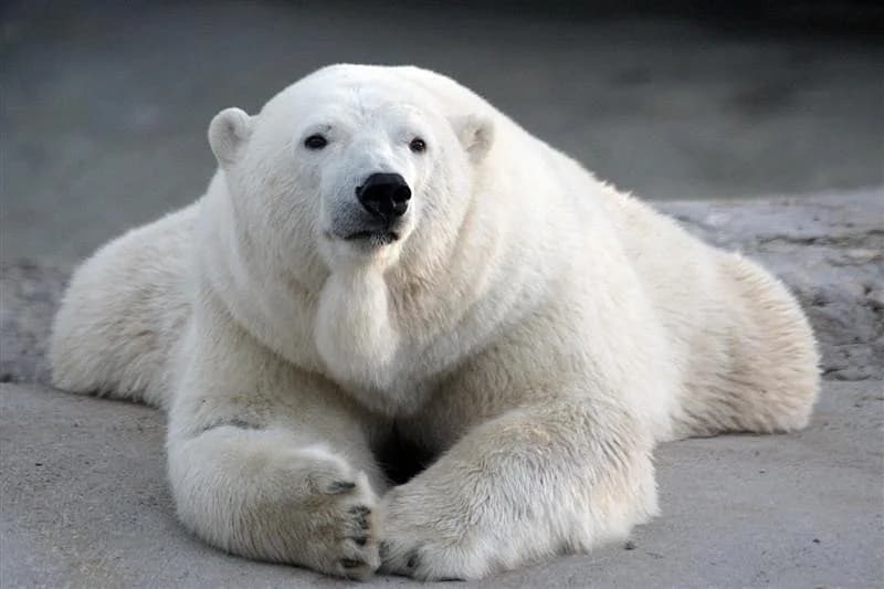 Toronto Zoo